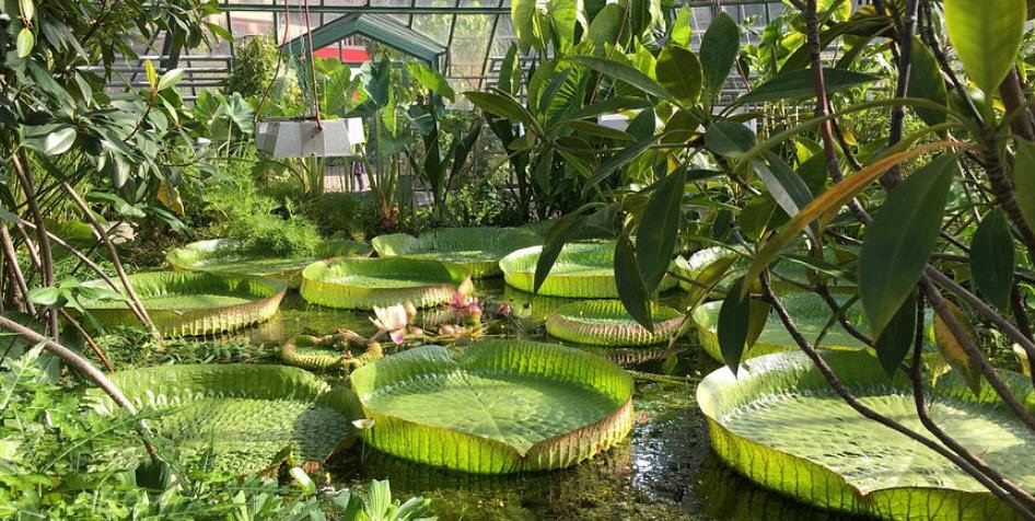 University of Basel Botanical Garden, Switzerland